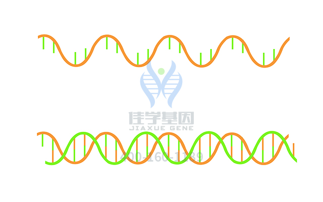 【佳學(xué)基因檢測】需要多長時間可以拿Renpenning綜合征基因解碼、<a href=http://m.jinzhounet.cn/tk/jiema/cexujishu/2021/31933.html>基因檢測</a>報告？