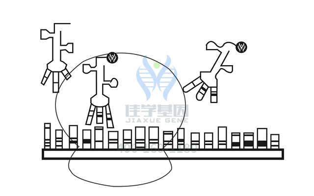 【佳學(xué)基因檢測】做耳聾常染色體顯性71型基因解碼、<a href=http://m.jinzhounet.cn/tk/jiema/cexujishu/2021/31933.html>基因檢測</a>方便嗎？