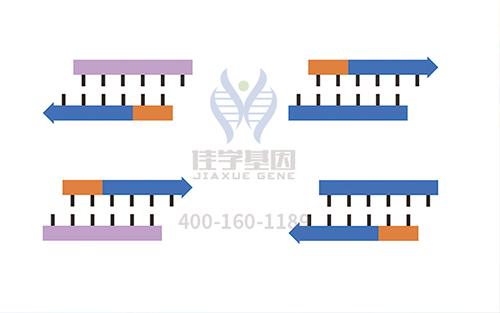 【佳學基因檢測】需要多長時間可以拿多發(fā)性骨骺發(fā)育異常1型基因解碼、<a href=http://m.jinzhounet.cn/tk/jiema/cexujishu/2021/31933.html>基因檢測</a>報告？