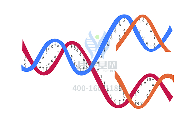 【佳學基因檢測】做先進扭轉性<font color='red'>室速</font>基因解碼、基因檢測需要多少錢？